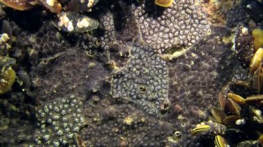 Altın yıldız Tunicate (Botryllus schlosseri).