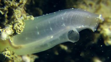 Sarı deniz (Ciona intestinalis Squirt).
