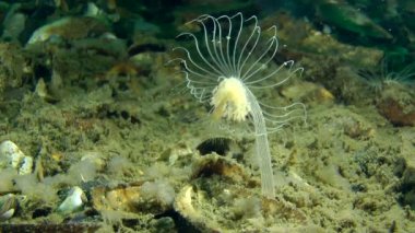 Hydroid (Corymorpha nutans başını sallayarak).