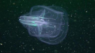 su sütununda Yüzme denizanası