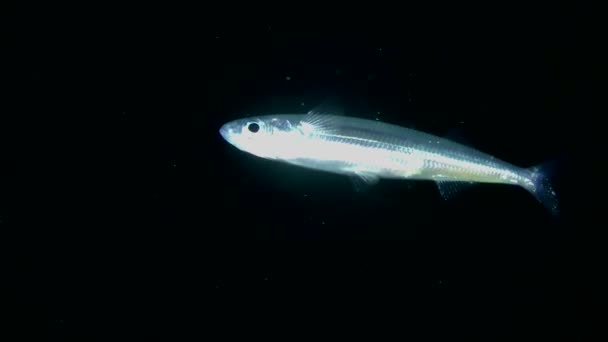 Peixe marinho cheiro de areia mediterrânica (Atherina hepsetus ). — Vídeo de Stock