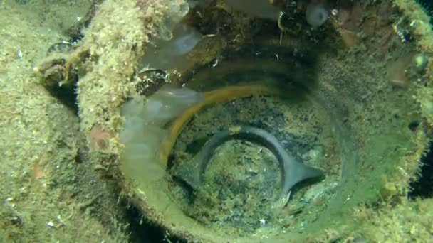 Antiguos kantharos de cerámica de cristal negro en el ánfora en ruinas . — Vídeo de stock