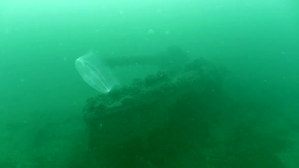 Approche lente de la poupe du navire de guerre coulé . — Video