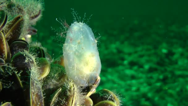 Inte igenvuxna smutsiga-sjöpung (Ascidiella aspersa) på musslan beskjuter. — Stockvideo