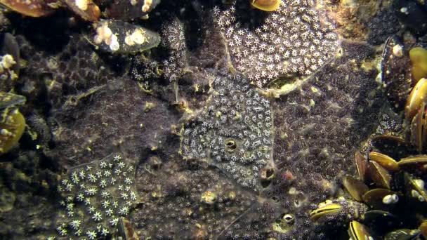 Tunicate Estrella de Oro (Botryllus schlosseri ). — Vídeos de Stock
