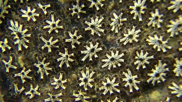 Altın yıldız Tunicate (Botryllus schlosseri). — Stok video