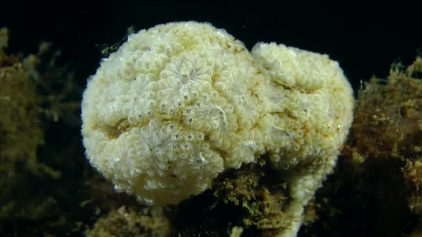 Golden Star Tunicate (Botryllus schlosseri). — Stock Video