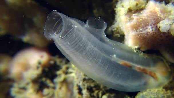 Amarelo Mar Squirt (Ciona intestinalis ). — Vídeo de Stock