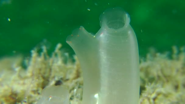 Gula havet spruta (Ciona intestinalis). — Stockvideo