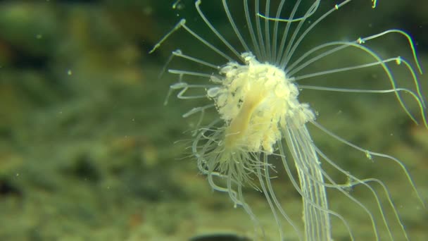 Knik Hydroid (Corymorpha Vogelmelk). — Stockvideo