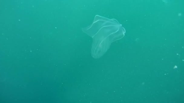 Méduses nageant dans la colonne d'eau — Video