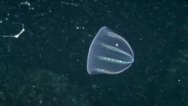 Jellyfish swimming in water column — Stock Video