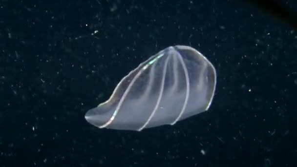 Medusas nadando en columna de agua — Vídeos de Stock