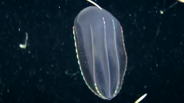 Медузы, плавающие в водяном столбе — стоковое видео