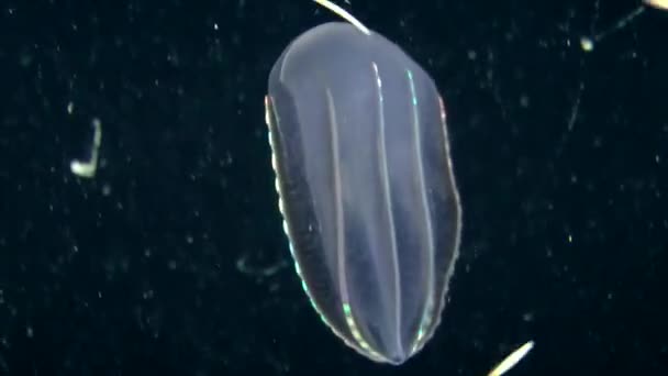 méduses nageant dans la colonne d'eau 