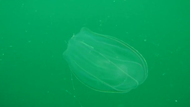 Medusas nadando en columna de agua — Vídeo de stock