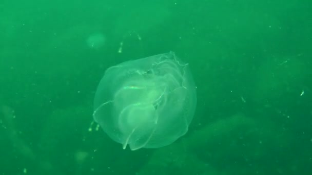 Jellyfish swimming in water column — Stock Video