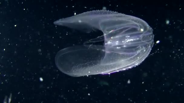 Jellyfish swimming in water column — Stock Video