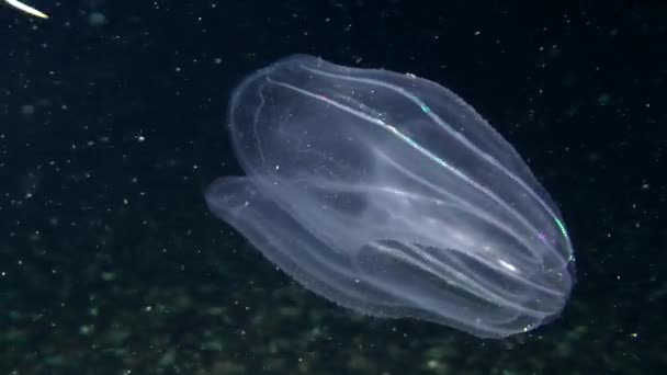 Medúzy, koupání ve vodní sloupec — Stock video