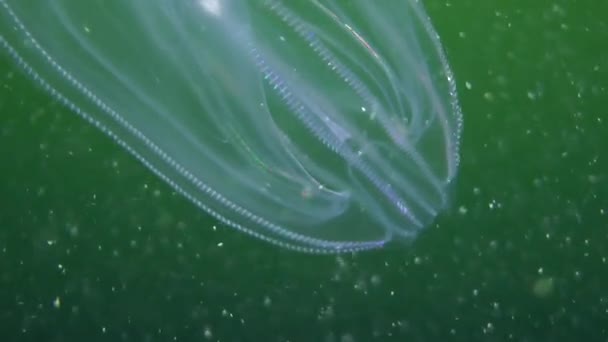 Meduse che nuotano nella colonna d'acqua — Video Stock