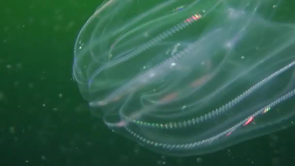 Medusas nadando na coluna de água — Vídeo de Stock
