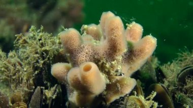Midye kabukları üzerinde pembe sünger (Haliclona sp.).