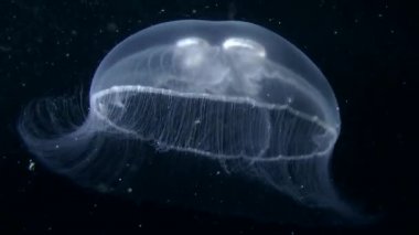 Ortak denizanası Yüzme