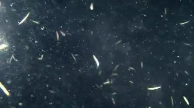 Sezon yumurtlama sırasında şubesine Clam solucanlar (Nereis sp.) yumurta süpürüp götürdü.