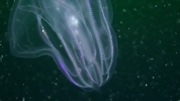 Medusas nadando en columna de agua — Vídeos de Stock