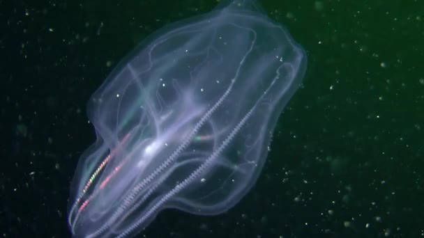 Medusas nadando en columna de agua — Vídeo de stock