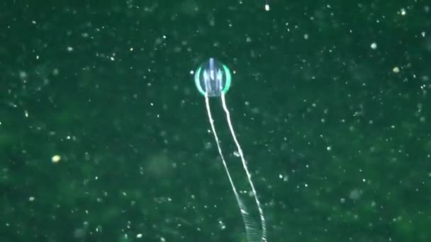 Comb jelly zwemmen — Stockvideo