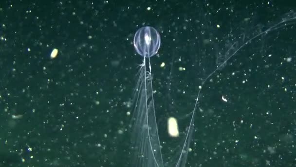 Comb jelly zwemmen — Stockvideo