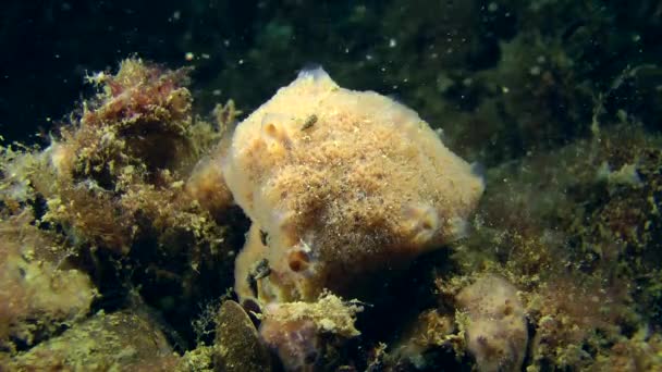 Schwamm (haliclona sp.) auf dem Meeresboden. — Stockvideo