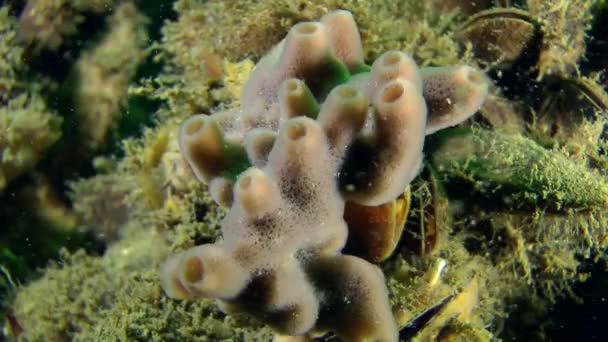 Spons (Haliclona sp.) op de Mossel schelpen. — Stockvideo