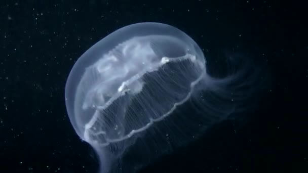 Common jellyfish swimming — Stock Video