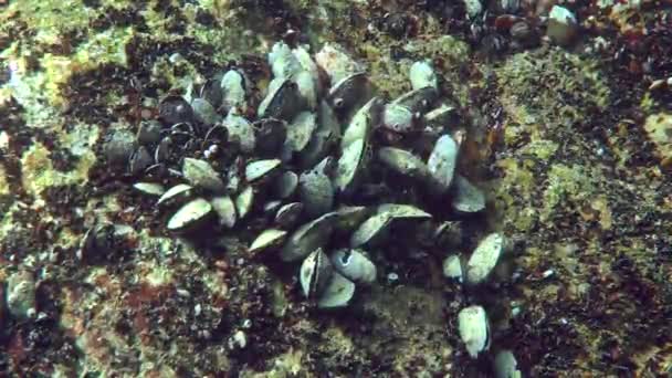 Grupp av musslor på berget — Stockvideo