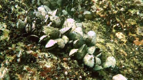 Group of mussels on the rock — Stock Video