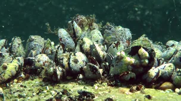 Group of mussels on the rock — Stock Video