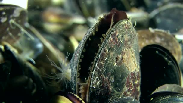 Mouvement du manteau dans une coquille de moules légèrement ouverte . — Video