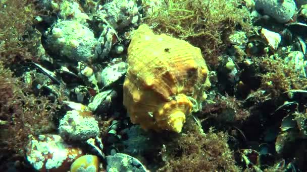 Rapana venosa on the mussel settlement. — Stock Video