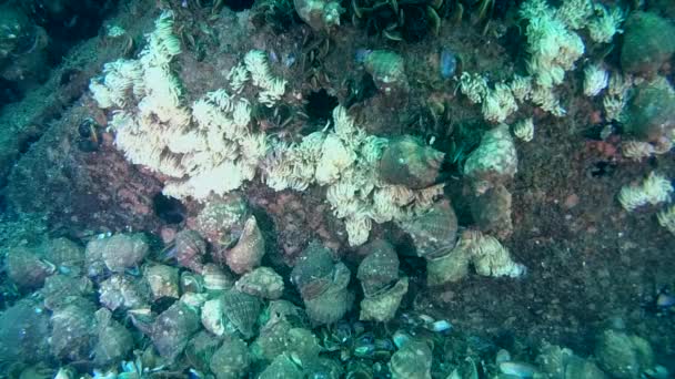 Велика кількість жильний ропа черевоногих молюсків (Rapana venosa). — стокове відео
