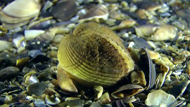 Clam Ark (Anadara inaequivalvis) na dnie morza. — Wideo stockowe