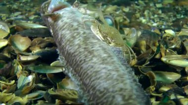 Ölü balık yeme yengeçler