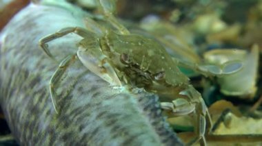 Ölü balık yeme Yengeç