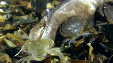 Ölü balık yeme yengeçler