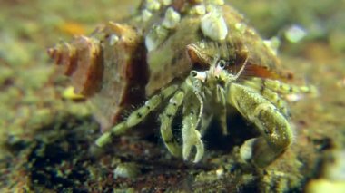 Küçük Yalnızcıl Yengeç (Diyojen pugilator).