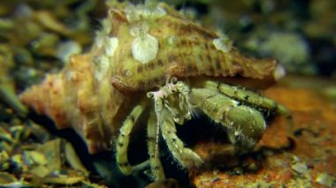 Küçük Yalnızcıl Yengeç (Diyojen pugilator).