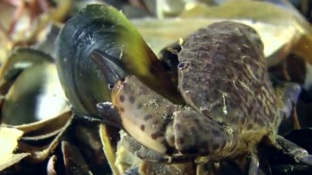 Krab jíst mušle — Stock video