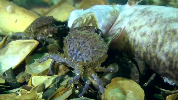 Crabs eating dead fish — Stock Video