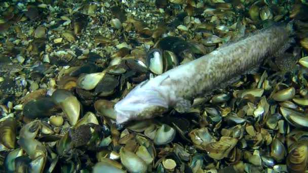 Cangrejos comiendo pescado muerto — Vídeos de Stock